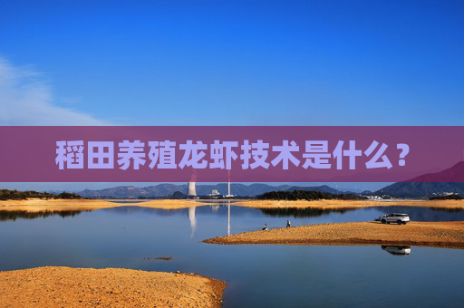稻田养殖龙虾技术是什么？