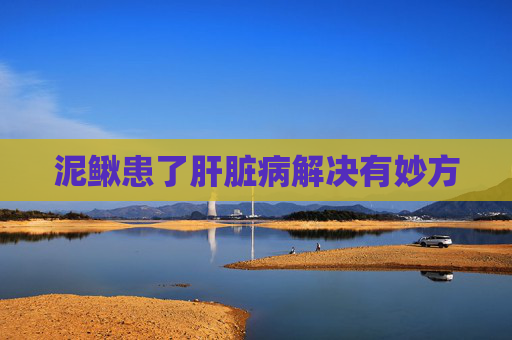 泥鳅患了肝脏病解决有妙方
