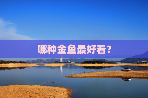 哪种金鱼最好看？