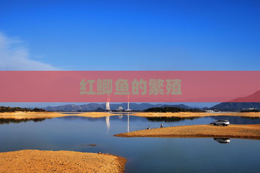 红鲫鱼的繁殖