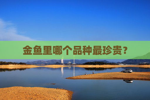 金鱼里哪个品种最珍贵？