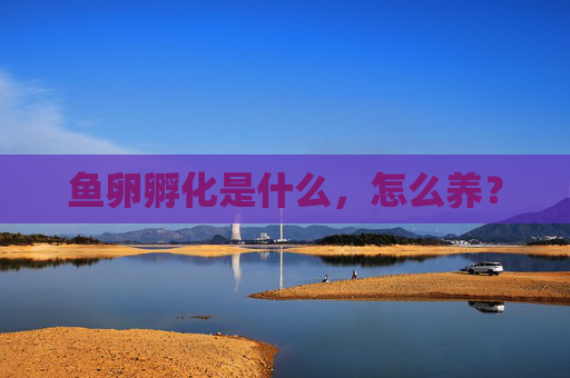 鱼卵孵化是什么，怎么养？