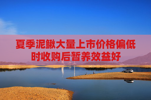 夏季泥鳅大量上市价格偏低时收购后暂养效益好