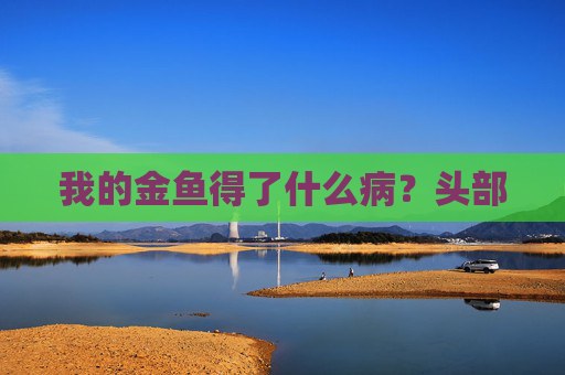 我的金鱼得了什么病？头部