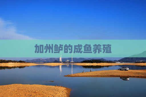 加州鲈的成鱼养殖