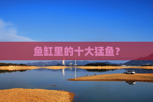 鱼缸里的十大猛鱼？