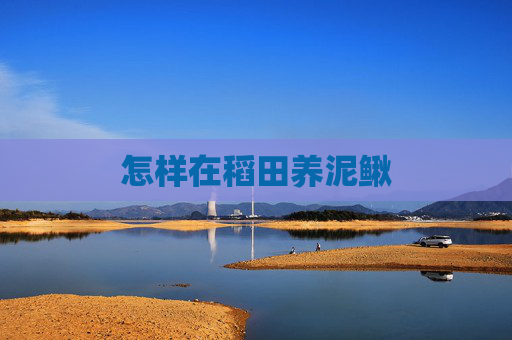 怎样在稻田养泥鳅