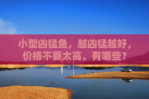 小型凶猛鱼，越凶猛越好，价格不要太高。有哪些？