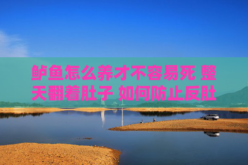 鲈鱼怎么养才不容易死 整天翻着肚子 如何防止反肚子 求大神指点