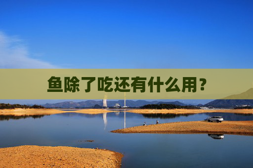 鱼除了吃还有什么用？