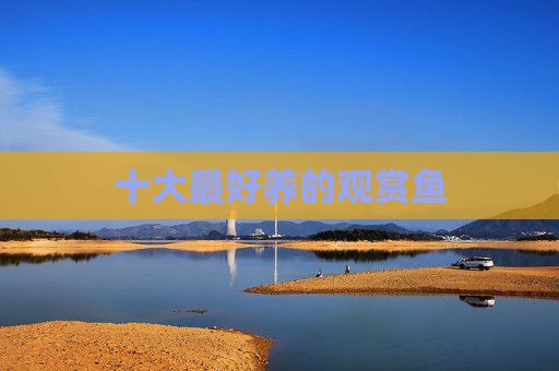 十大最好养的观赏鱼