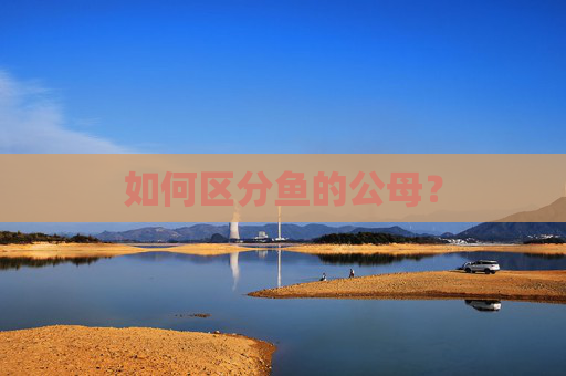 如何区分鱼的公母？