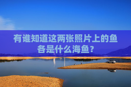 有谁知道这两张照片上的鱼各是什么海鱼？
