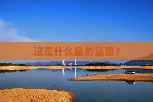 这是什么鱼的鱼苗？