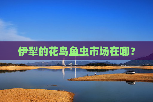 伊犁的花鸟鱼虫市场在哪？