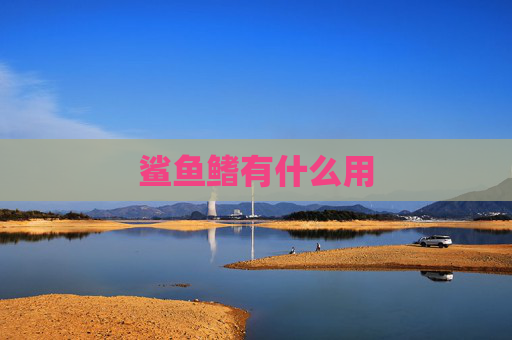 鲨鱼鳍有什么用
