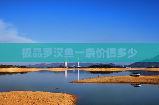极品罗汉鱼一条价值多少