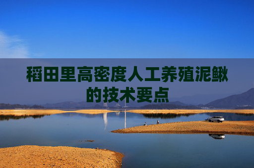稻田里高密度人工养殖泥鳅的技术要点