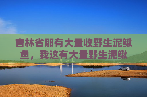 吉林省那有大量收野生泥鳅鱼，我这有大量野生泥鳅