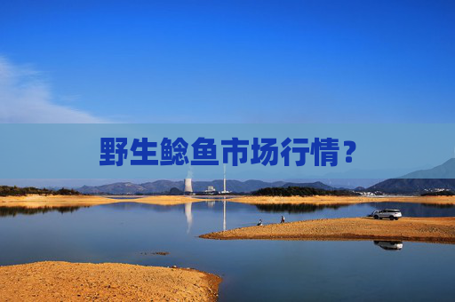 野生鲶鱼市场行情？