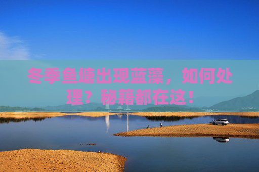 冬季鱼塘出现蓝藻，如何处理？秘籍都在这！
