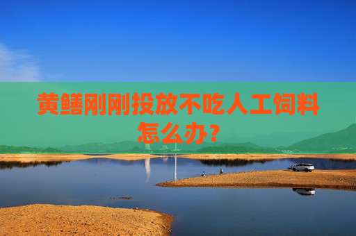 黄鳝刚刚投放不吃人工饲料怎么办？