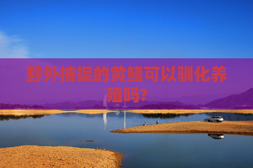 野外捕捉的黄鳝可以驯化养殖吗?