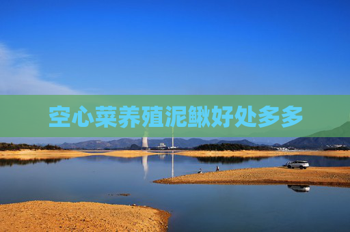 空心菜养殖泥鳅好处多多