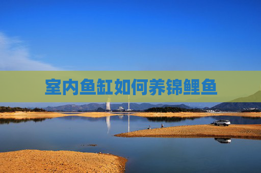 室内鱼缸如何养锦鲤鱼