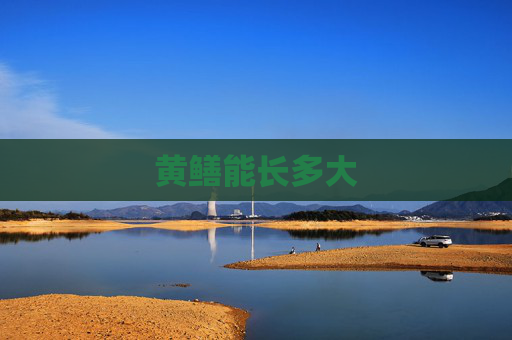 黄鳝能长多大
