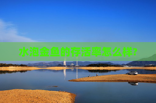 水泡金鱼的存活率怎么样?