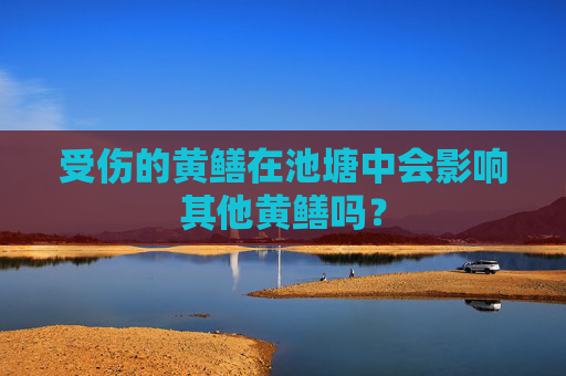 受伤的黄鳝在池塘中会影响其他黄鳝吗？