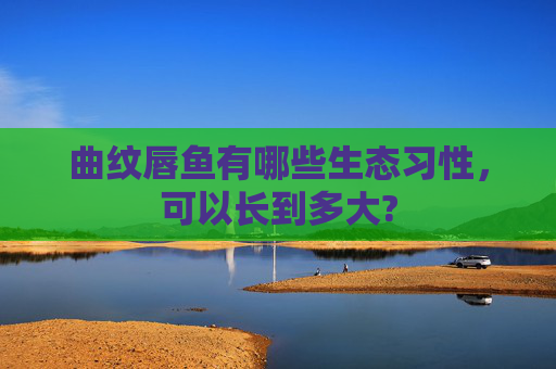 曲纹唇鱼有哪些生态习性，可以长到多大?