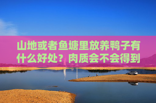 山地或者鱼塘里放养鸭子有什么好处？肉质会不会得到改善？