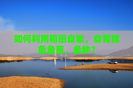 如何利用稻田自繁,自育鲤鱼鱼苗,鱼种?