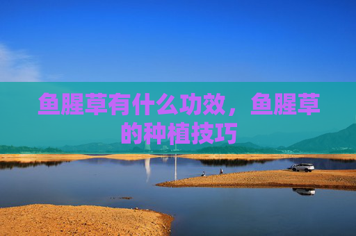 鱼腥草有什么功效，鱼腥草的种植技巧