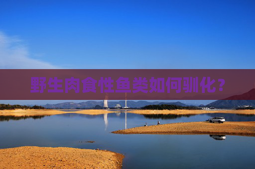 野生肉食性鱼类如何驯化？