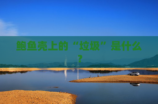 鲍鱼壳上的“垃圾”是什么？