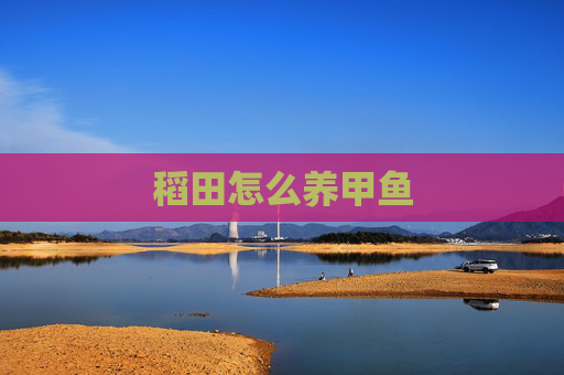 稻田怎么养甲鱼