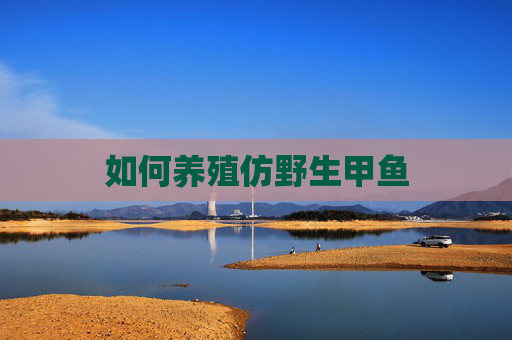 如何养殖仿野生甲鱼