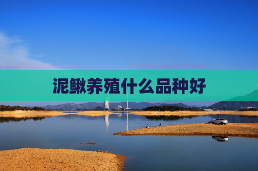 泥鳅养殖什么品种好