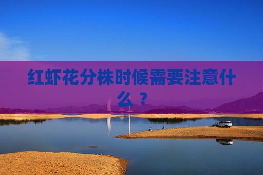 红虾花分株时候需要注意什么 ？