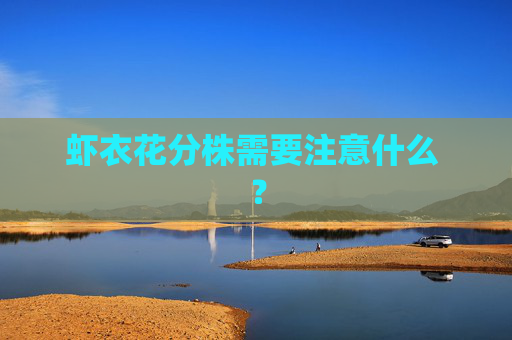 虾衣花分株需要注意什么 ？