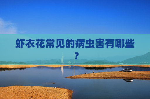 虾衣花常见的病虫害有哪些 ？