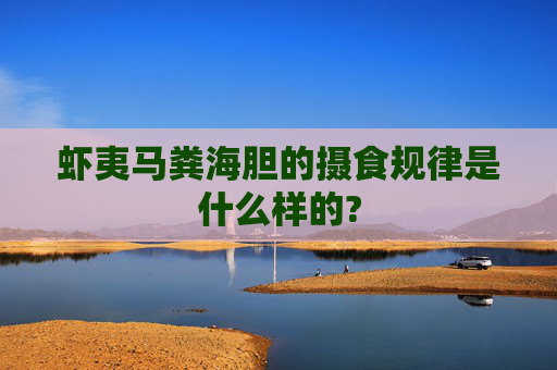 虾夷马粪海胆的摄食规律是什么样的?