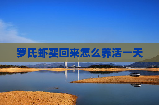 罗氏虾买回来怎么养活一天
