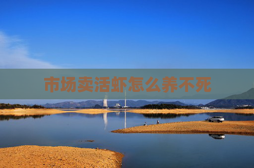市场卖活虾怎么养不死