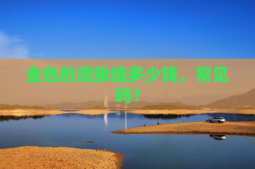 金色的泥鳅值多少钱，常见吗？