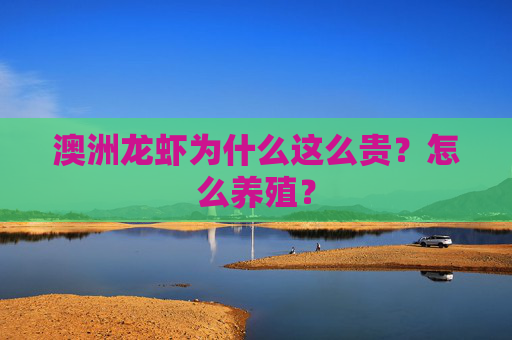 澳洲龙虾为什么这么贵？怎么养殖？