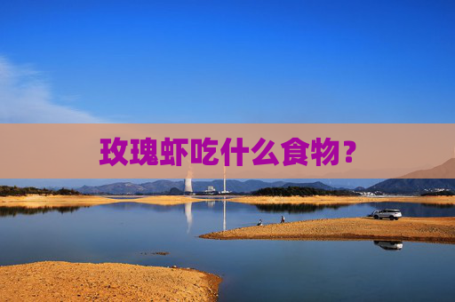 玫瑰虾吃什么食物？